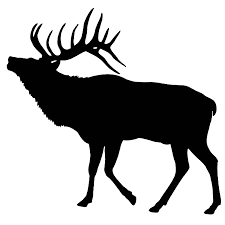 Elk bugling
